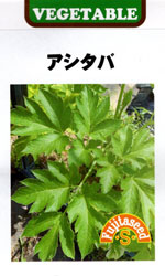 アシタバ 野菜種 タネ 苗の専門店 高木農園