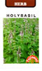 ホーリーバジル